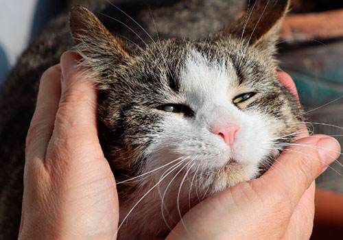 У кота слезятся глаза — причины, возможные заболевания, лечение